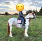 Romany Red Velvet, 13hh Mare