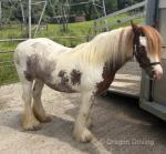 Romany Red Velvet, 13hh Mare