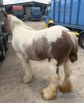 Romany Red Velvet, 13hh Mare