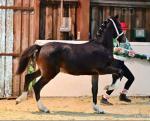 Toranaga Rhythm is a Dancer, Yearling Hackney Colt