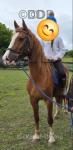 Tilly, WPB 14.2hh Riding Mare