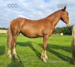 Tilly, WPB 14.2hh Riding Mare