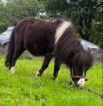 Shetland Colt