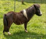 Shetland Colt