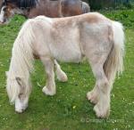 Treforys Smartie, Yearling Gelding