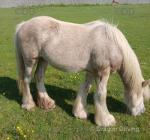 Treforys Smartie, Yearling Gelding