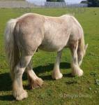 Treforys Smartie, Yearling Gelding