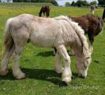 Treforys Smartie, Yearling Gelding