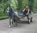 11.3hh Ride and Drive Gelding 