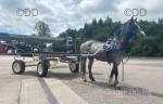 11.3hh Ride and Drive Gelding 