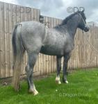 11.3hh Ride and Drive Gelding 