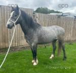 11.3hh Ride and Drive Gelding 