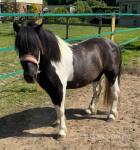 Teddy, 11hh Shetland x Gelding 