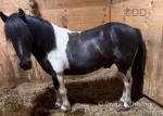 Teddy, 11hh Shetland x Gelding 