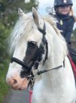 Sonny, 12.3hh Riding Gelding
