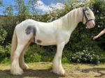 Sonny, 12.3hh Riding Gelding