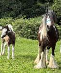 Tilly, 12.2hh Broodmare with Filly Foal at foot & in Foal