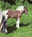 Tilly, 12.2hh Broodmare with Filly Foal at foot & in Foal
