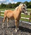 Mares