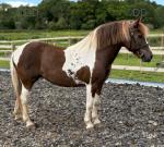 Mares