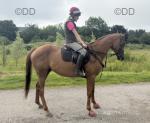 16.3hh TB Riding Mare