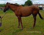 16.3hh TB Riding Mare