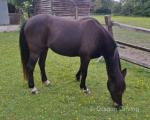 13.2hh Mare