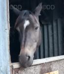 13.2hh Mare