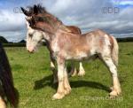 Clydesdale Colt Foal