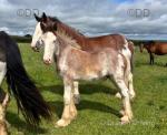 Clydesdale Colt Foal
