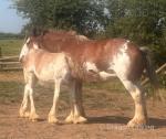 Clydesdale Colt Foal