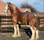 Clydesdale Colt Foal
