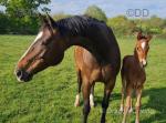16.3hh Hannoverian Broodmare