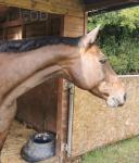 16.3hh Hannoverian Broodmare