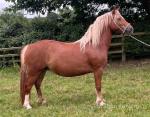 13hh Welsh Section C Mare