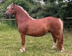 13hh Welsh Section C Mare