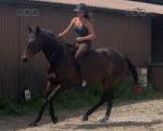 16.1hh Riding Gelding