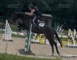 16.1hh Riding Gelding