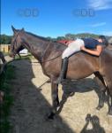 16.1hh Riding Gelding
