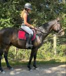 16.1hh Riding Gelding