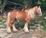 Charlie, 12.2hh Ride and Drive Gelding