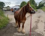 Charlie, 12.2hh Ride and Drive Gelding