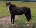 2 Year Old Welsh Section C Gelding