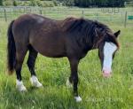 2 Year Old Welsh Section C Gelding