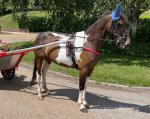 Red Velvet, 14hh Driving Mare