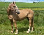 16hh Riding Mare