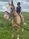 16hh Riding Mare