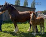 15hh Mare with Colt Foal