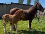 15hh Mare with Colt Foal