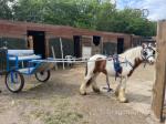 Red, 12hh Ride and Drive Gelding